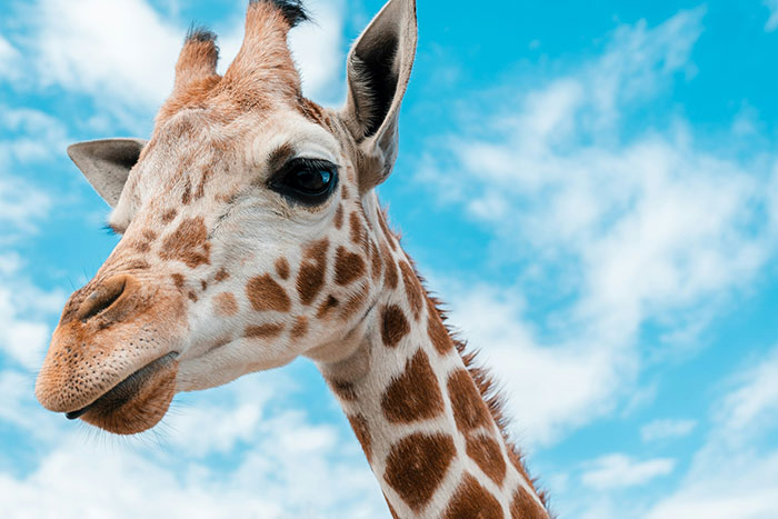 Close-up of a giraffe against a blue sky, illustrating interesting facts about animals in their natural habitat.