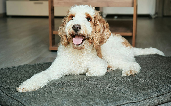 Curly white and brown dog lying on a mat indoors, showcasing interesting facts about animals you probably never heard of.