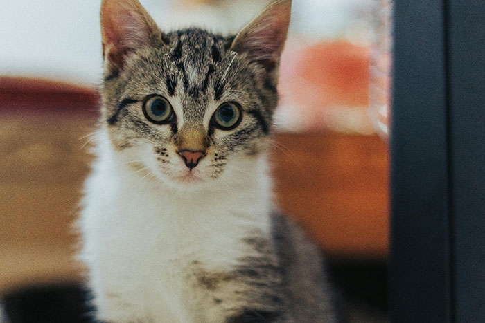Close-up of a curious kitten with big eyes, illustrating interesting facts about animals in a domestic setting.