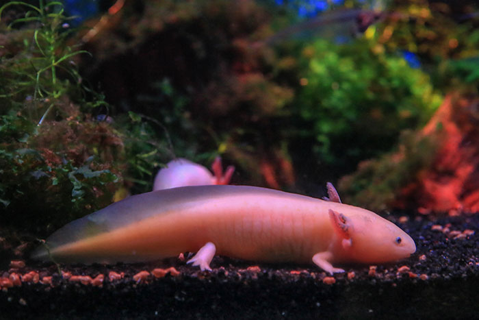 Aquatic salamander resting on gravel in a colorful underwater habitat, showcasing interesting facts about animals.