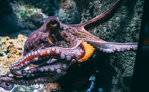 “Cats Can Recognize Their Owner’s Voice, Face, And Even Footsteps”: 50 Interesting Animal Facts