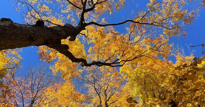 Autumn tree branches with golden leaves under a clear blue sky, representing artists and photographers collaboration.