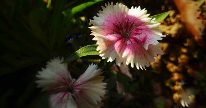 Close-up of vibrant flowers with pink and white petals against a dark blurred natural background in captivating shots of flowers.