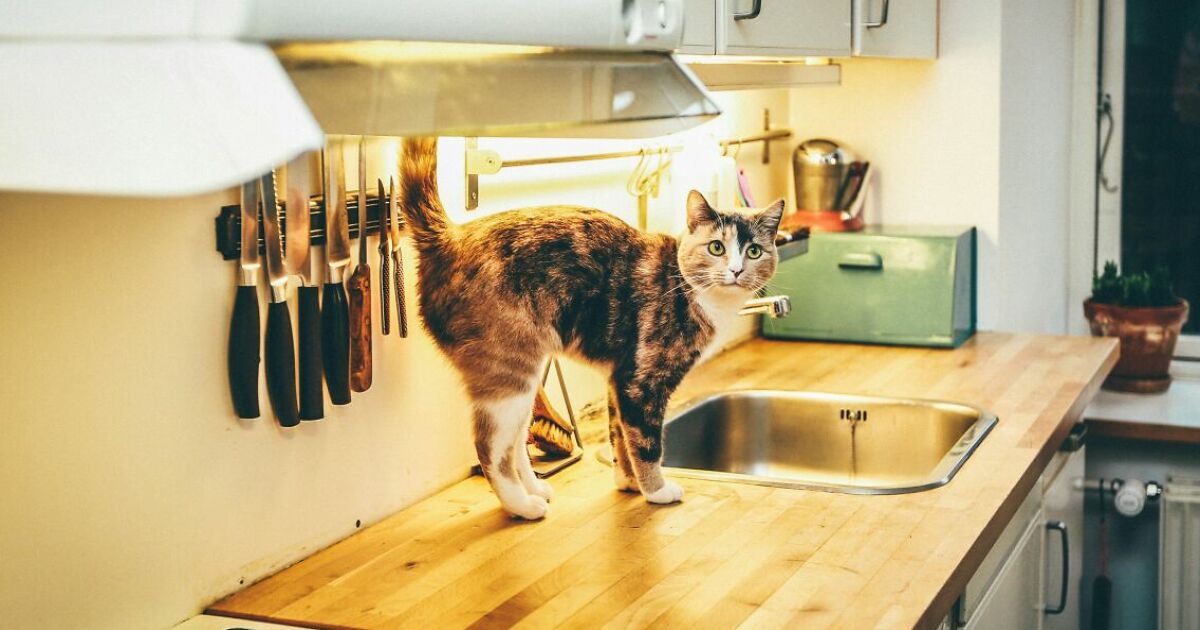 Hey Pandas, Share A Photo Of Your Pet Doing Something They Shouldn’t Be Doing