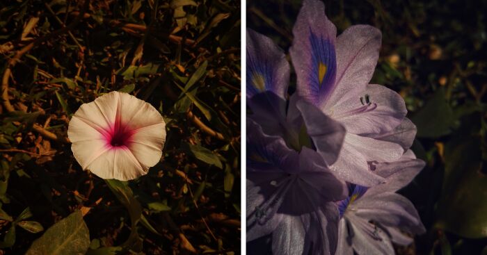 Close-up photos of captivating flowers showcasing delicate petals and natural beauty for a photography album.