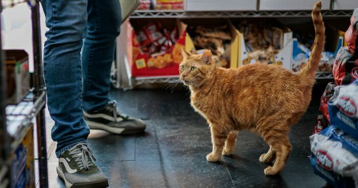 Orange tabby bodega cat standing on store floor near a personu2019s legs surrounded by shelves of products in a small shop.