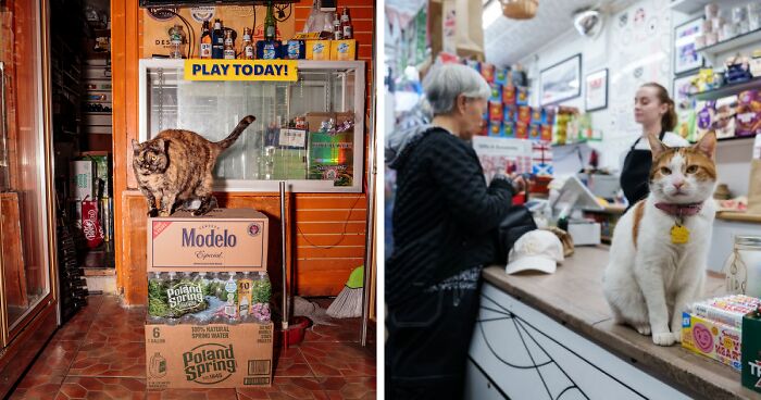 Cat sitting on boxes inside a bodega and another cat on the counter as customers shop, highlighting the bodega cat scene.