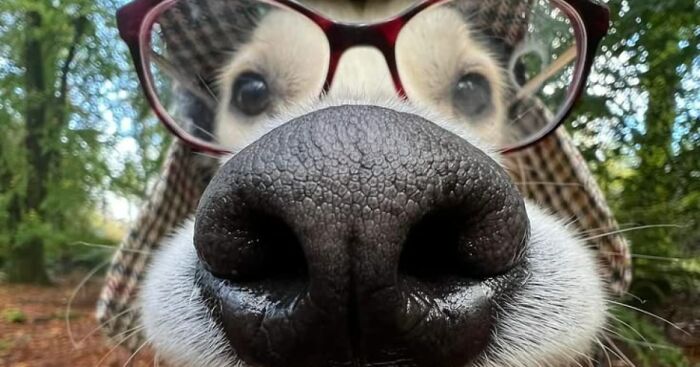 Close-up of a dog wearing red glasses outdoors, showcasing a funny and weird pet moment in nature.