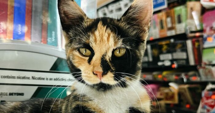 Calico cat resting inside a NYC bodega, highlighting the bodega cat bill and community charm.