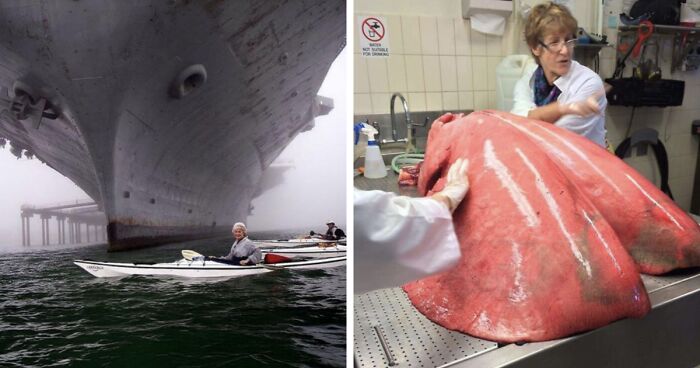 79 Pics That Strike Fear Into The Hearts Of Anyone With Megalophobia (New Pics)