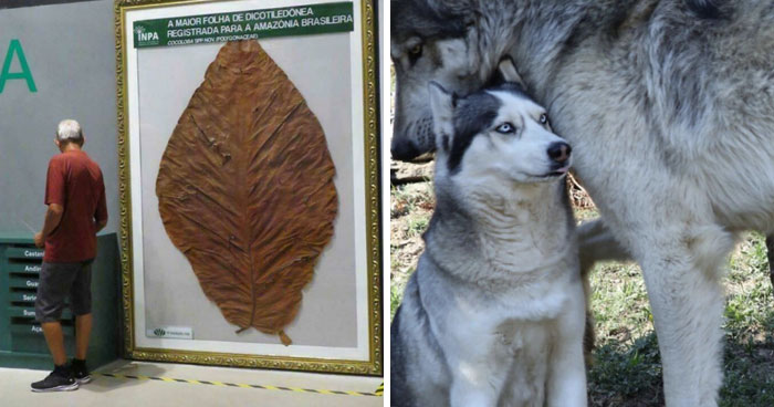 60 Pics That Show Why Extremely Large Things Can Be So Scary