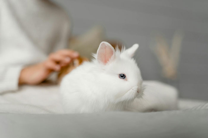 White bunny resting on soft surface with owner’s hand blurred in background, highlighting bunny care and trust issues.