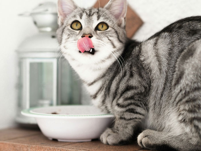 Gray tabby cat licking lips near food bowl, illustrating pet care and owner trust in bunny sitting gone wrong. Gray tabby cat licking lips near food bowl, illustrating pet care and owner trust in bunny sitting gone wrong.