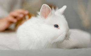 Woman Leaves Pet Care In Friend’s Hands As She Travels, Mortified After Learning She Neves Checked