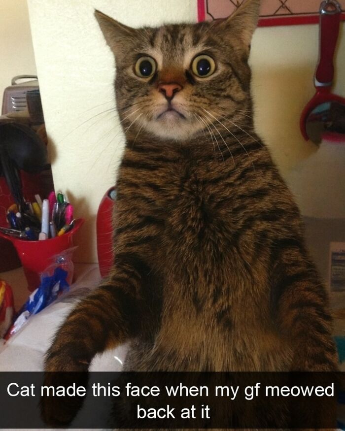 Surprised tabby cat with wide eyes featured in funny animal memes to scroll through while your pet is sleeping.