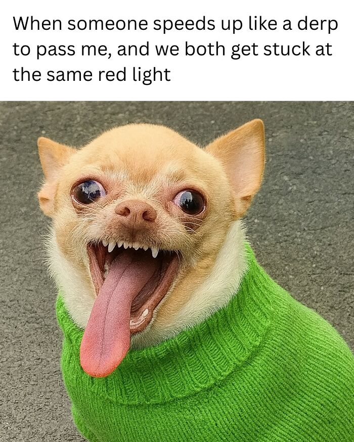 Small dog in a green sweater with a funny face, perfect for scrolling animal memes while your pet is sleeping.