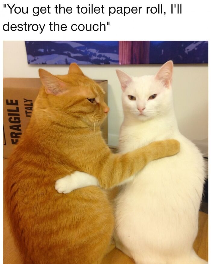 Two cats, one orange and one white, with the orange cat hugging the white cat in a humorous animal memes moment.