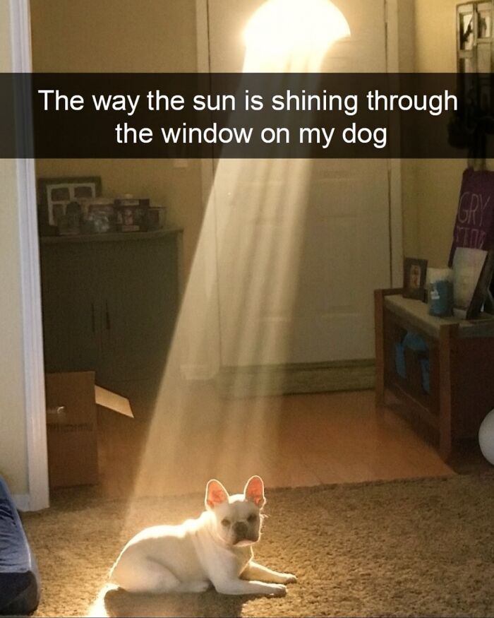 Dog lying in a sunbeam shining through a window, featured in popular animal memes to scroll through while your pet is sleeping