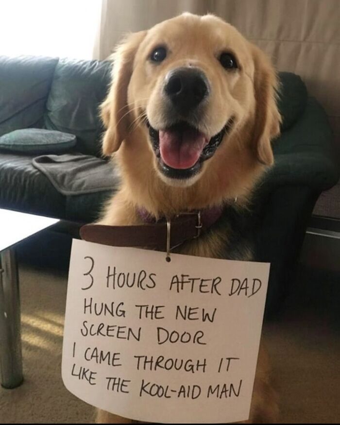 Happy golden retriever with a funny sign, featured in popular animal memes to scroll through while your pet is sleeping