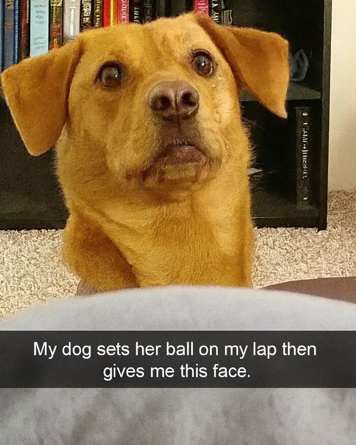 Dog with a ball on lap showing a cute pleading face, perfect for scrolling through animal memes while your pet is sleeping.