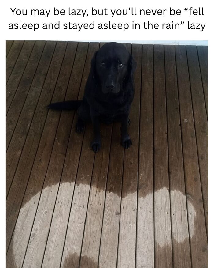 Black dog sitting on wet wooden deck with humorous text about being lazy, featured in animal memes while your pet is sleeping.