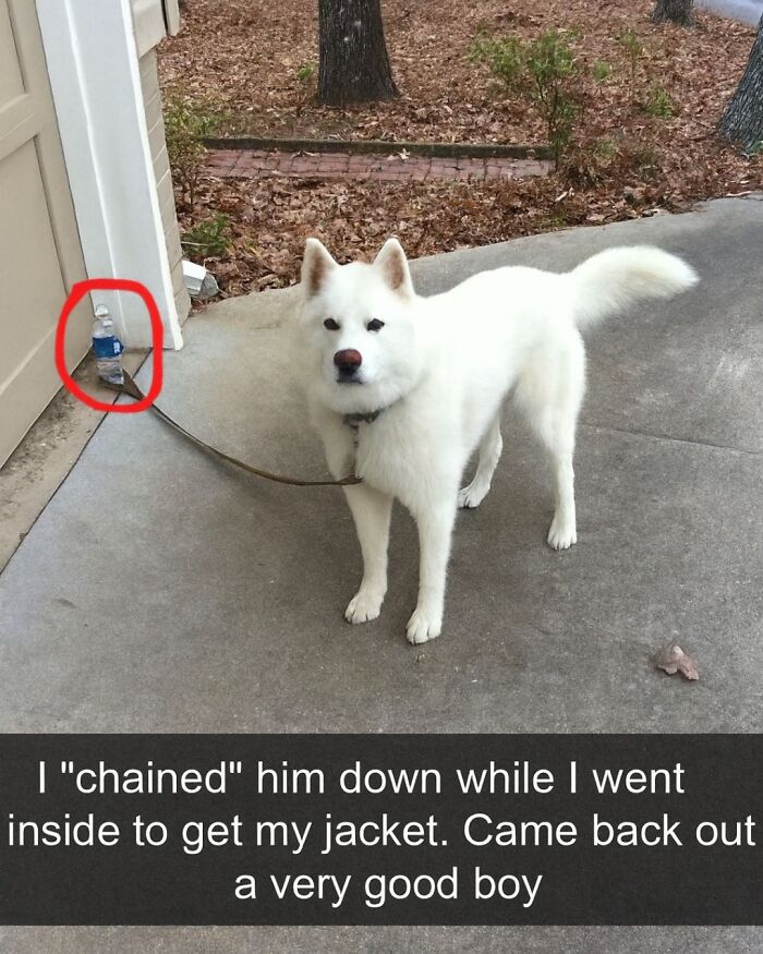 White dog tied to a plastic water bottle outside with a funny pet meme about being a very good boy - animal memes.