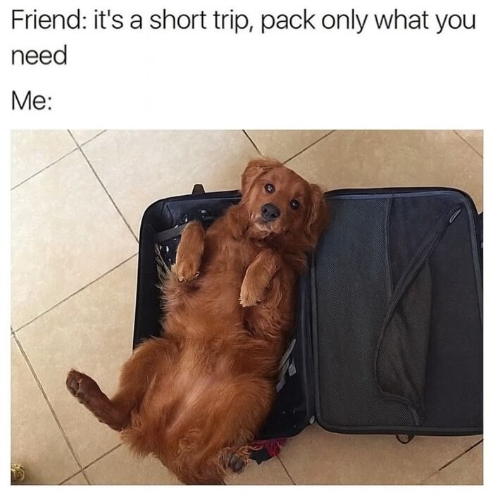 Dog lying inside an open suitcase humorously illustrating animal memes about pets and packing for a short trip.