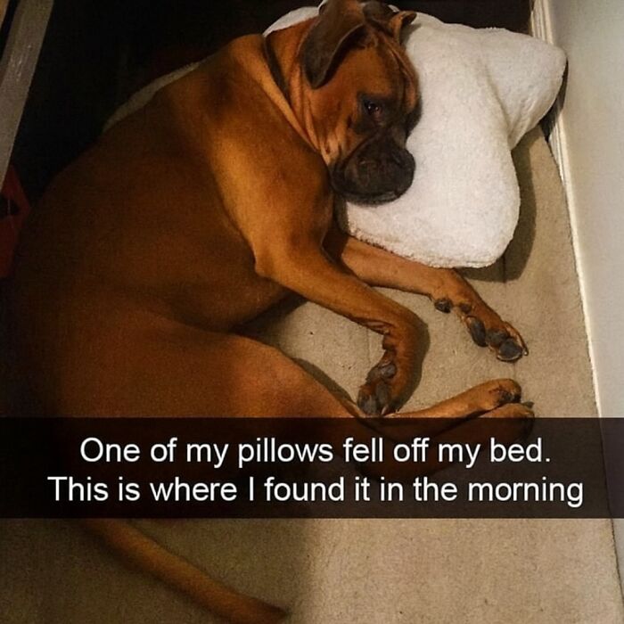 Large brown dog lying on the floor using a pillow, a relatable animal meme for scrolling through while pets sleep.