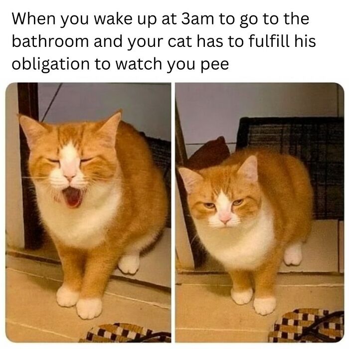 Orange and white cat making funny faces, illustrating a relatable animal meme about pets watching you at night.