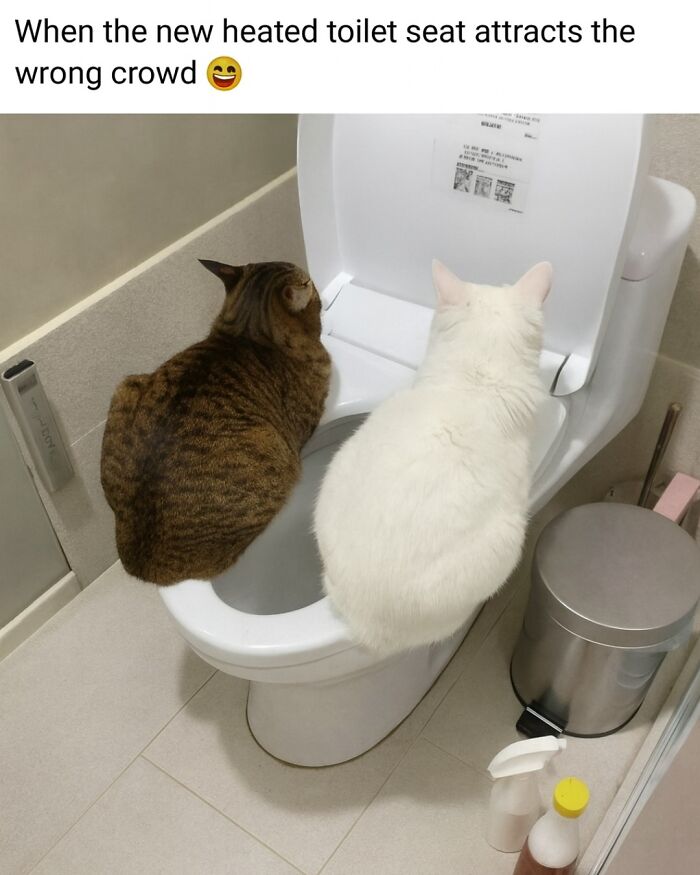 Two cats sitting together on a heated toilet seat, a funny moment perfect for animal memes to scroll through.