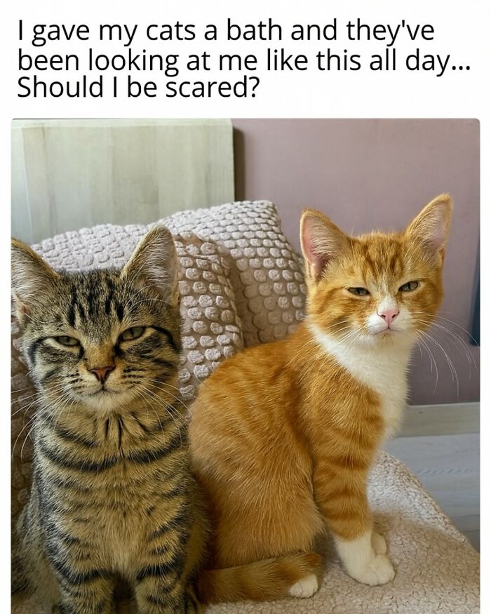 Two cats with unimpressed expressions sitting on a textured blanket, perfect for animal memes to scroll through.