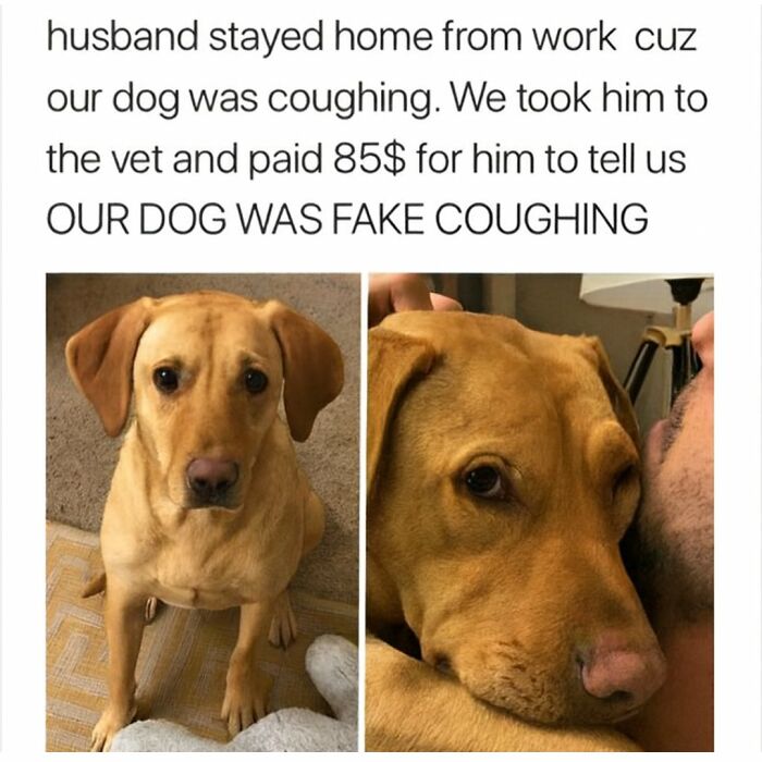 Funny animal meme showing a dog pretending to cough while owner stays home, a popular post in animal memes to scroll through.