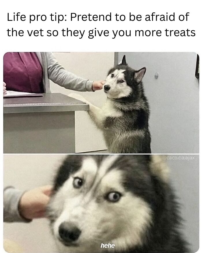 Husky pretending to be afraid at the vet, with a humorous expression, featured in funny animal memes to scroll through.