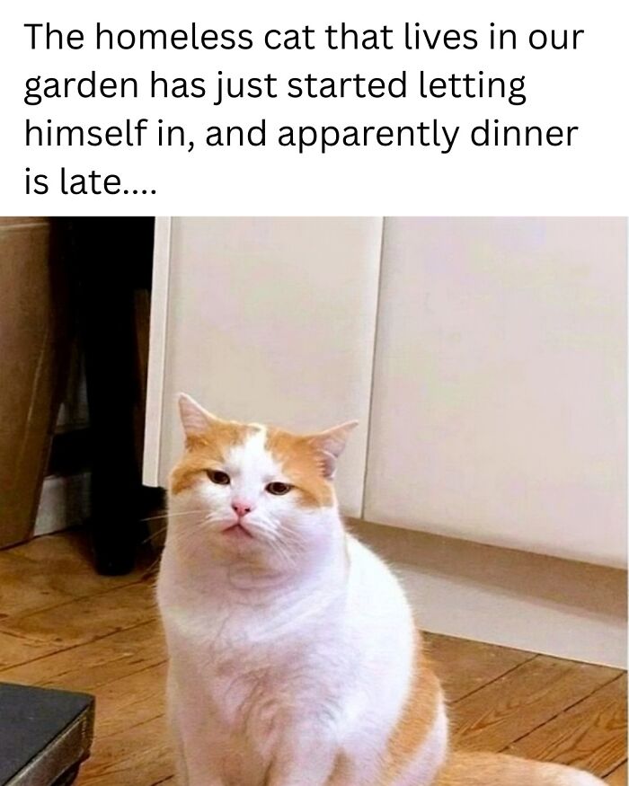 Homeless cat in kitchen looking patiently, a relatable animal meme to scroll through while your pet is sleeping.