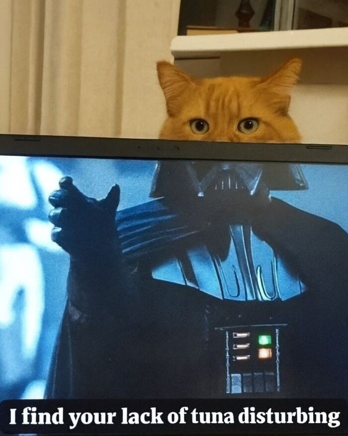 Orange cat peeking over laptop showing a humorous animal meme referencing Darth Vader and tuna.