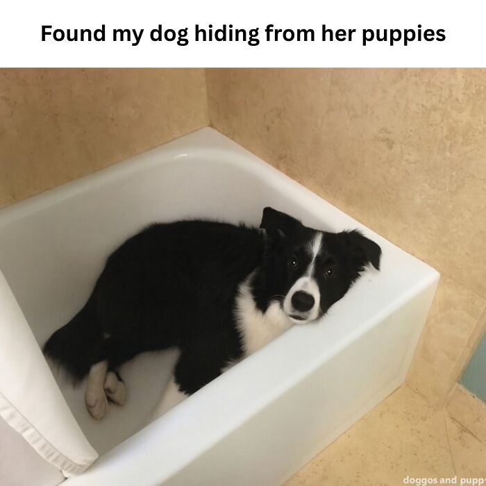 Black and white dog hiding in a bathtub, a funny moment perfect for animal memes to scroll through while your pet is sleeping.