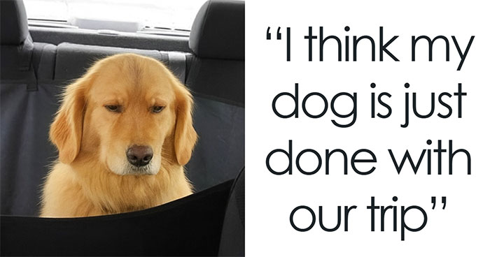79 Animal Memes To Scroll Through While Your Pet Is Sleeping