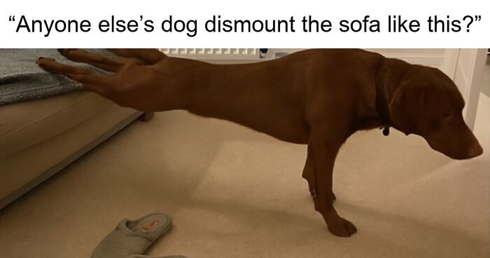 79 Animal Memes To Scroll Through While Your Pet Is Sleeping