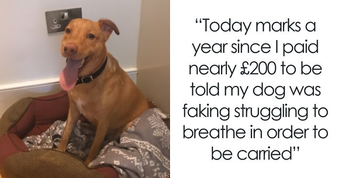 People Are Loving This FB Account That Shares Animal Memes And Here Are 50 Of The Best