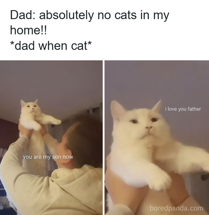 Funny animal memes showing a dad embracing a cat, perfect for scrolling while your pet is sleeping.