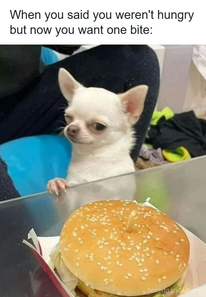 Small white dog looking suspiciously at a burger, fitting animal memes to scroll through while your pet is sleeping.