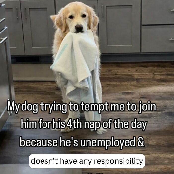 Golden retriever holding a blanket in its mouth with a humorous meme about dog naps and responsibilities in a kitchen.