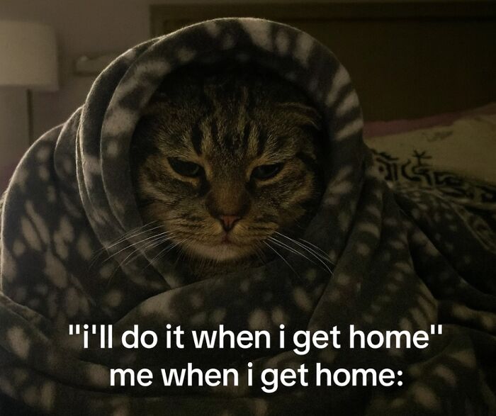 A tired cat wrapped in a blanket with a relatable caption, perfect for scrolling through animal memes while your pet sleeps.