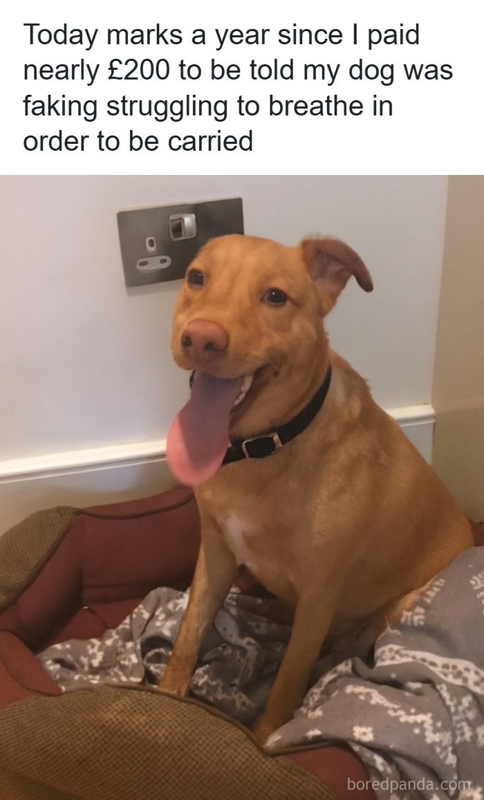 Happy dog with tongue out sitting on a blanket in a pet bed, perfect for animal memes while pets are sleeping