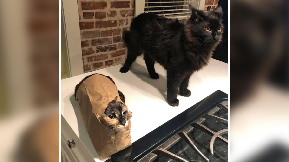 Two adorable cat duos on a kitchen counter, one inside a paper bag and the other standing beside it.