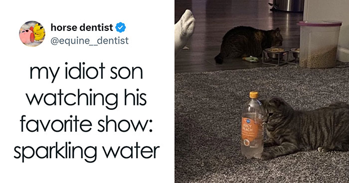 120 Animal Memes That Help People Forget Heavy Thoughts