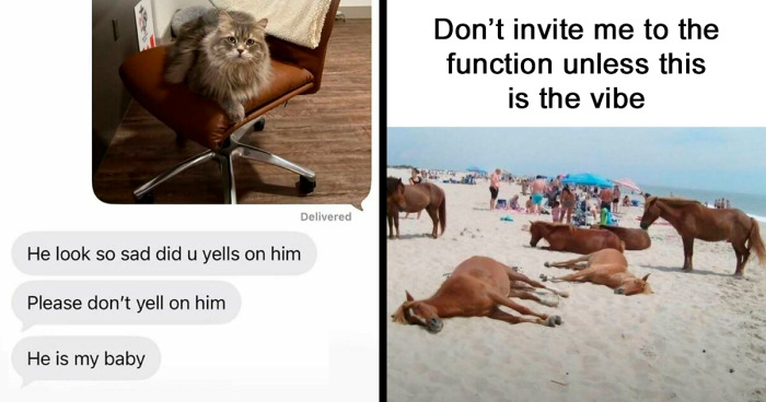 120 Wholesome And Funny Animal Memes To Help You Ignore The Chaos Happening In The World Right Now