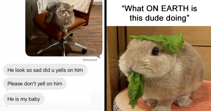 120 Animal Memes That Bring Smiles And Laughter