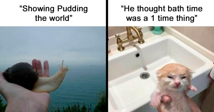 120 Animal Memes That Help People Forget Heavy Thoughts