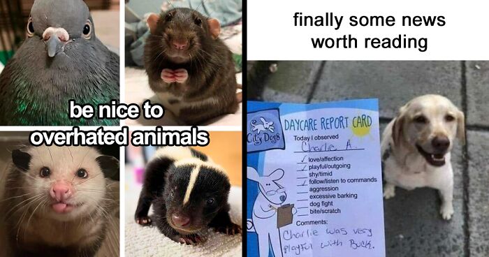 120 Animal Memes That Help People Forget Heavy Thoughts